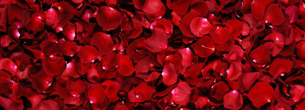 rose1