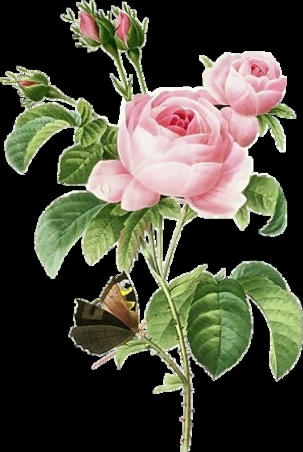 精美的手绘玫瑰花元素素材