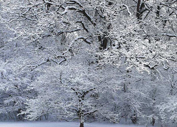 雪景