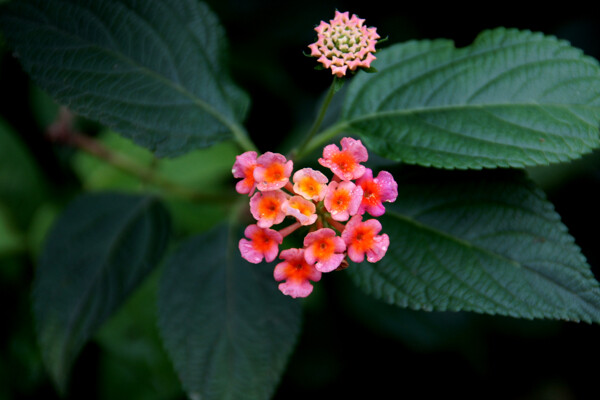 花朵圖片