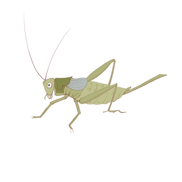 手绘绿色蟋蟀虫子可商用元素