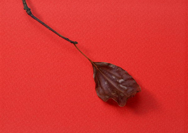 干枯樹枝樹葉