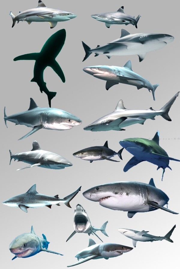 一组凶恶的海洋鲨鱼素材元素