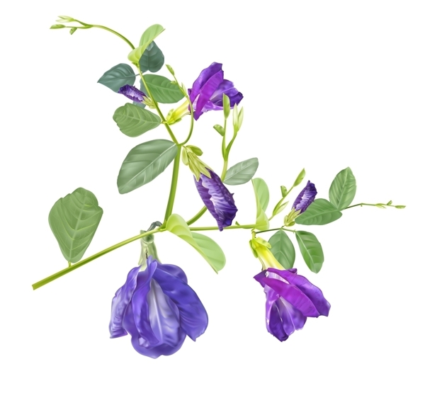 水彩花圖片