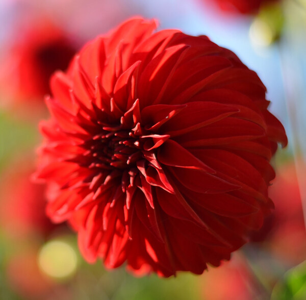 位圖植物攝影寫(xiě)實(shí)花卉花朵數(shù)碼照片免費(fèi)素材