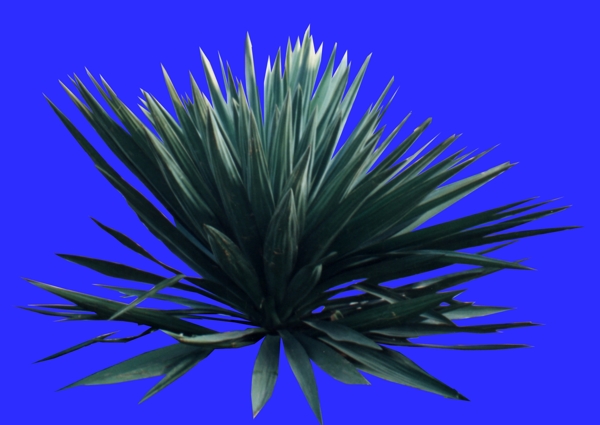 盆栽038植物素材