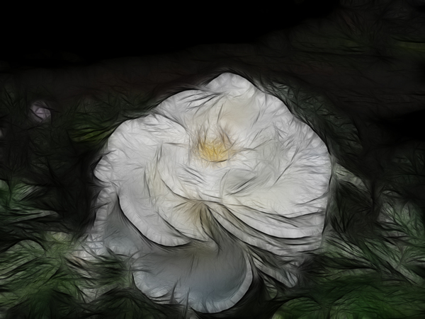 白色花圖