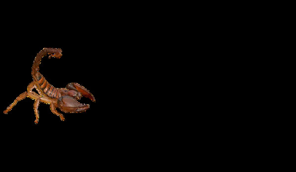黑蝎子图片免抠png透明图层素材