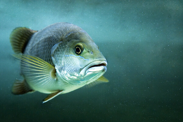 桂魚圖片