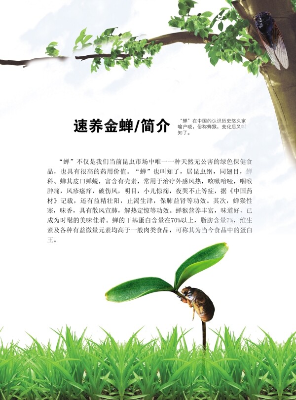 金蟬DM宣傳單圖片
