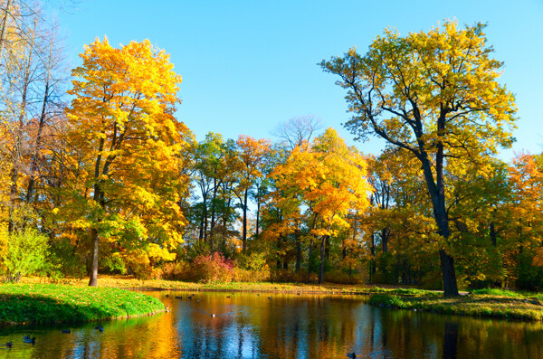 秋天湖泊树林风景图片
