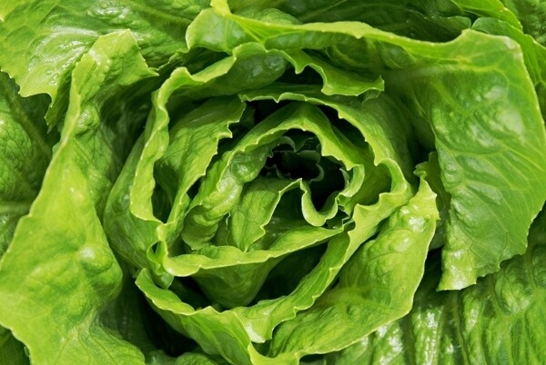 生菜