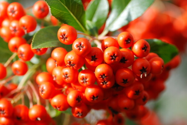 紅漿果圖片