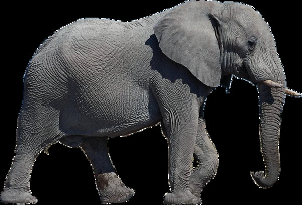 灰色的大象免抠png透明素材
