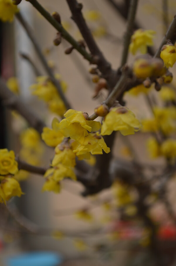 臘梅花圖片
