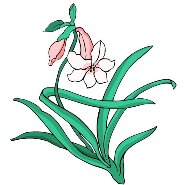 花卉古典插畫