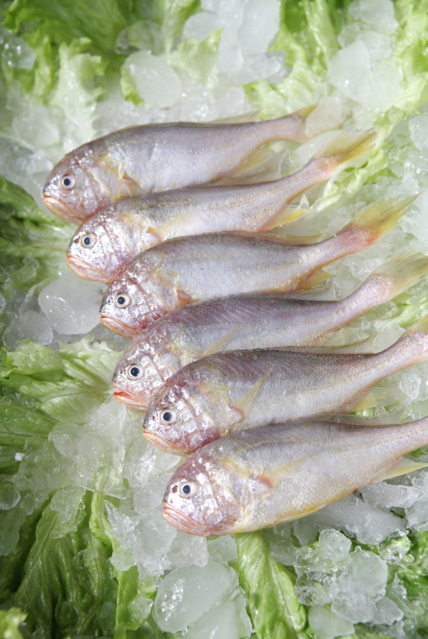 子梅魚圖片