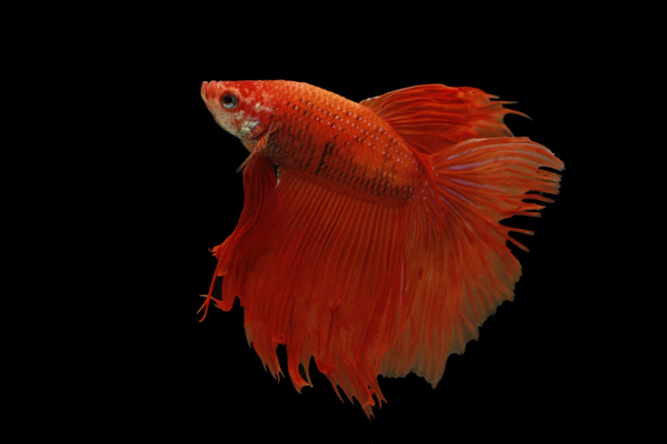 斗魚圖片