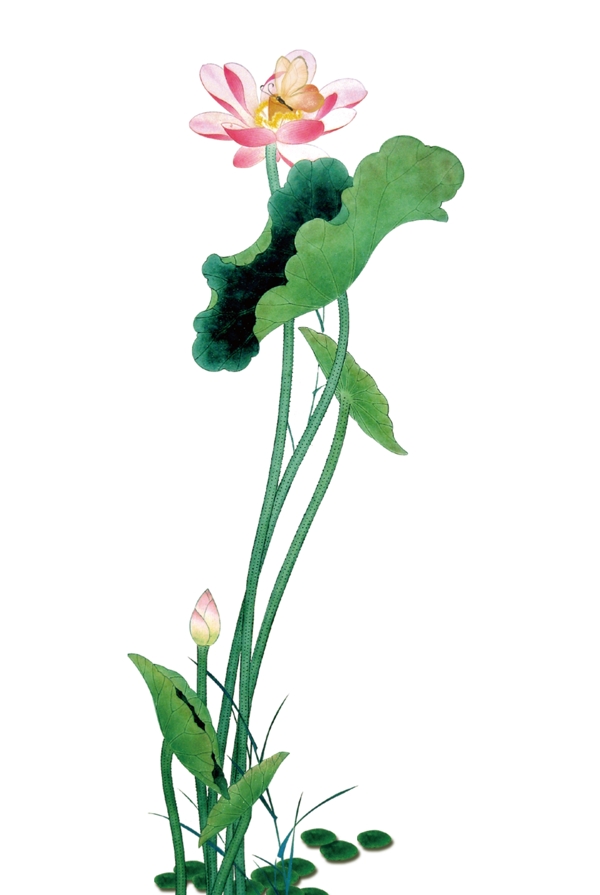荷花圖片