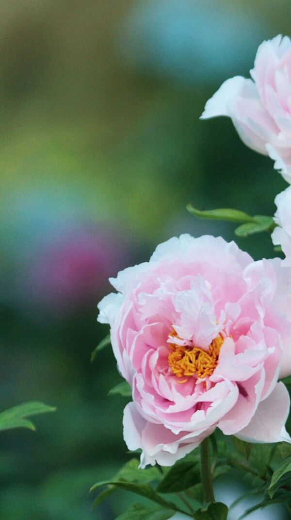 位圖植物花朵寫實(shí)花卉牡丹花免費(fèi)素材