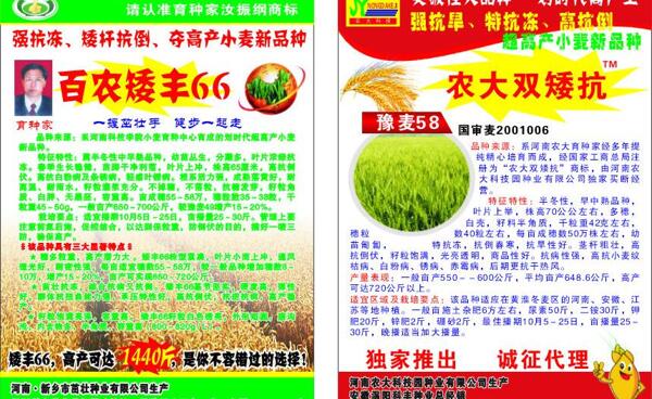 種子dm單圖片