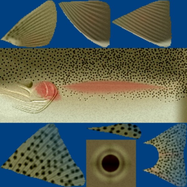 動(dòng)物魚類3d模型動(dòng)植物模型免費(fèi)下載動(dòng)植物3d模型2