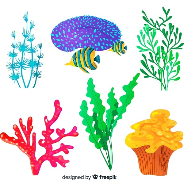 款彩色珊瑚图片