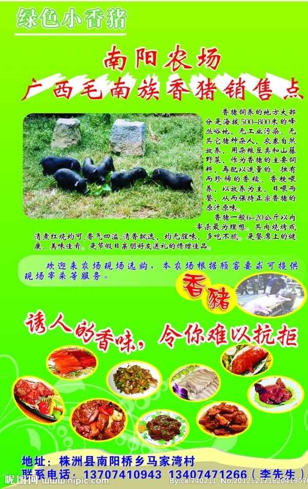廣西毛南香豬圖片