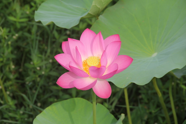蓮花