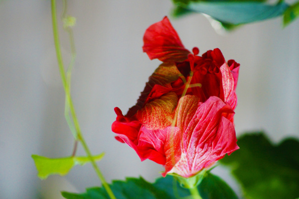 火紅的扶?；?>
                </a>
                <a href=
