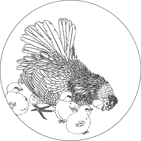 雞