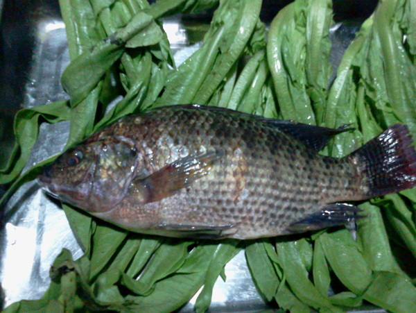 福壽魚圖片
