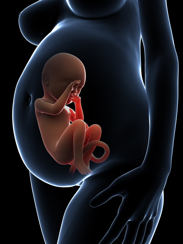 孕妇肚中的胎儿图片