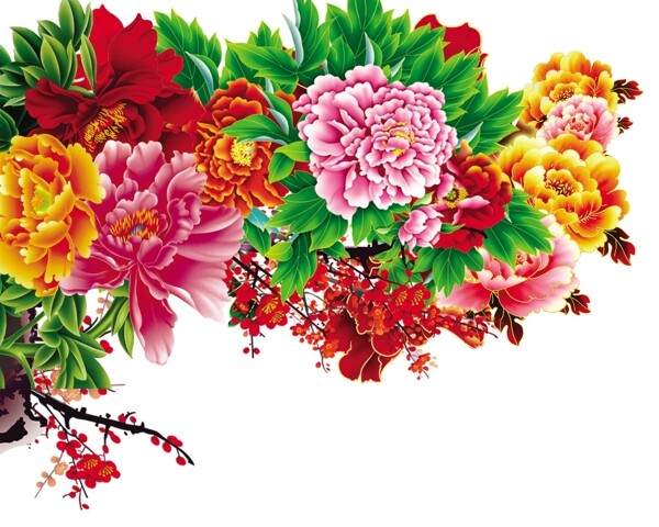 牡丹花