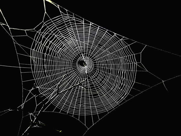 蜘蛛网摄影图片