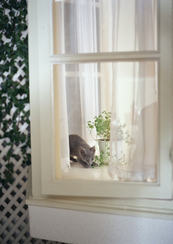 窗帘后面的小猫图片
