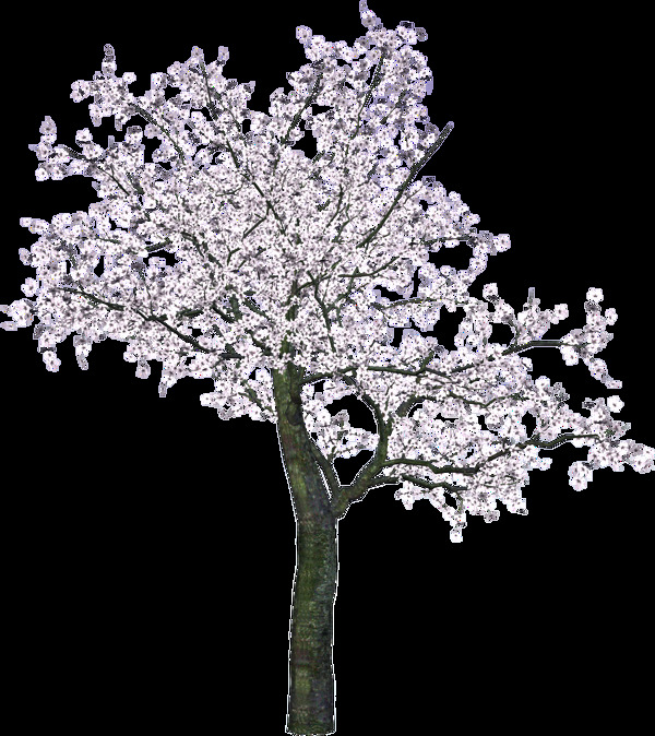 开花的大树免抠png透明图层素材