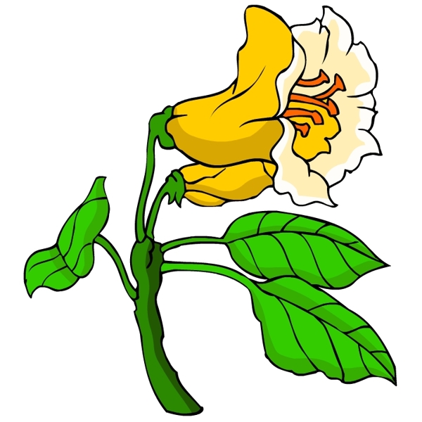 花卉古典插畫