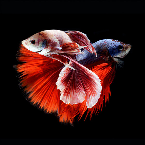 位圖動(dòng)物魚免費(fèi)素材