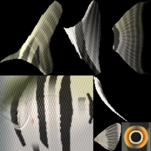 動(dòng)物魚類3d模型動(dòng)植物模型免費(fèi)下載3d模型免費(fèi)下載33
