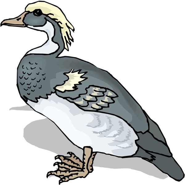 各種鳥類鳥動物矢量素材EPS格式0698