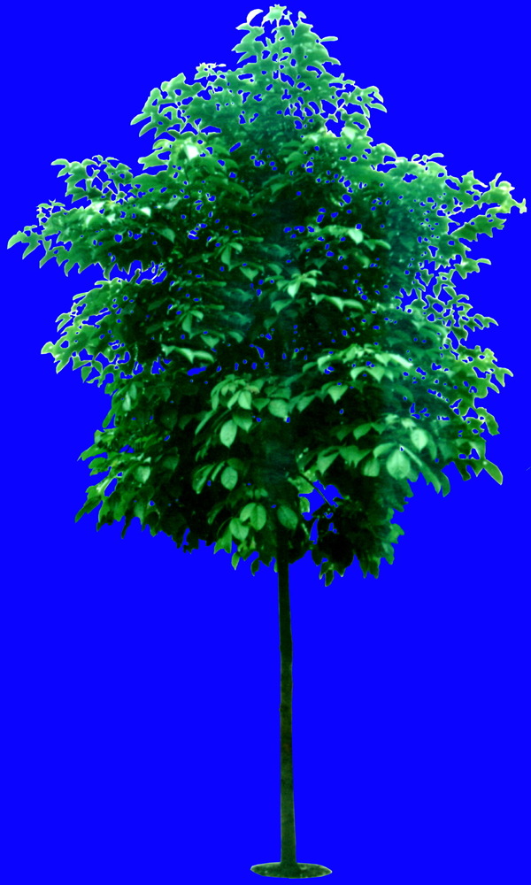 植物貼圖素材JPG0646