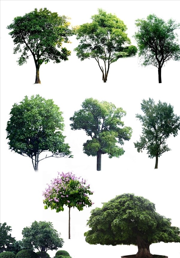树木植物