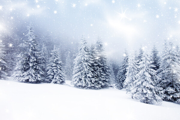 冬天的雪花与松树图片