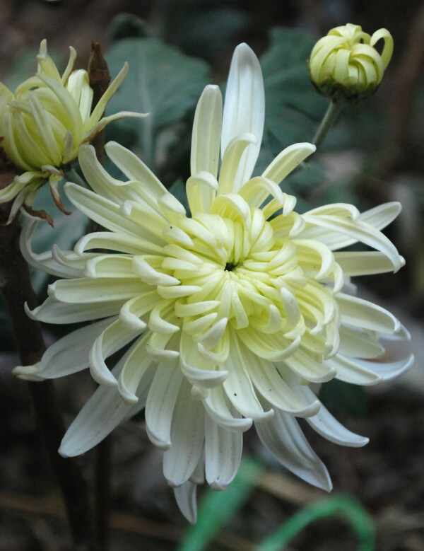 菊花圖片