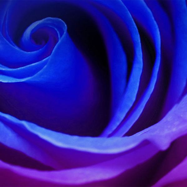 浪漫蓝色玫瑰