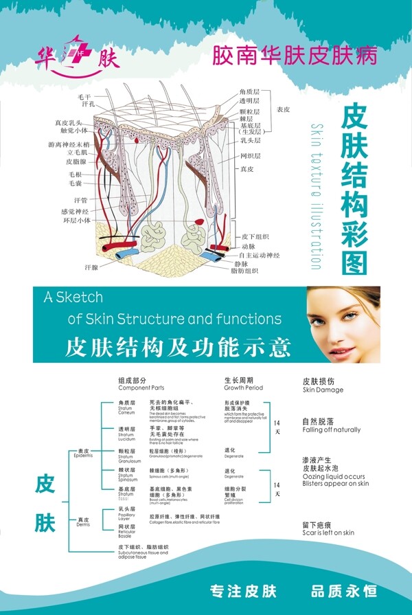華膚皮膚病