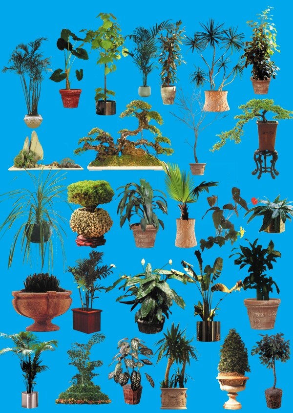 盆花