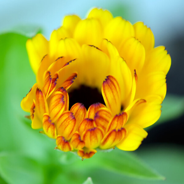 位圖植物攝影寫實(shí)花卉花朵數(shù)碼照片免費(fèi)素材