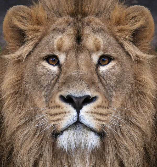 獅子圖片